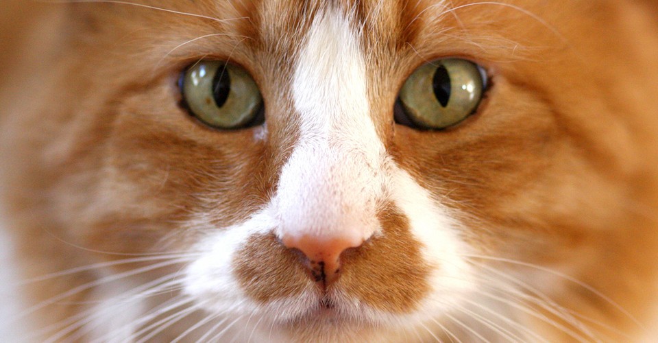 Do Cats Control My Mind? The Atlantic