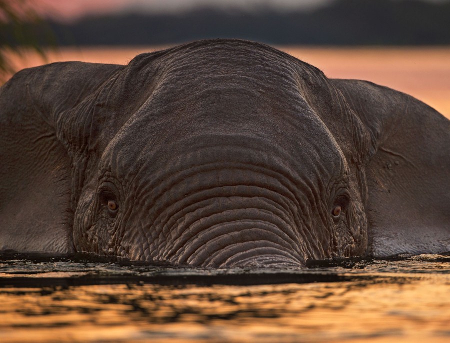 Photos: World Elephant Day 2020 - The Atlantic
