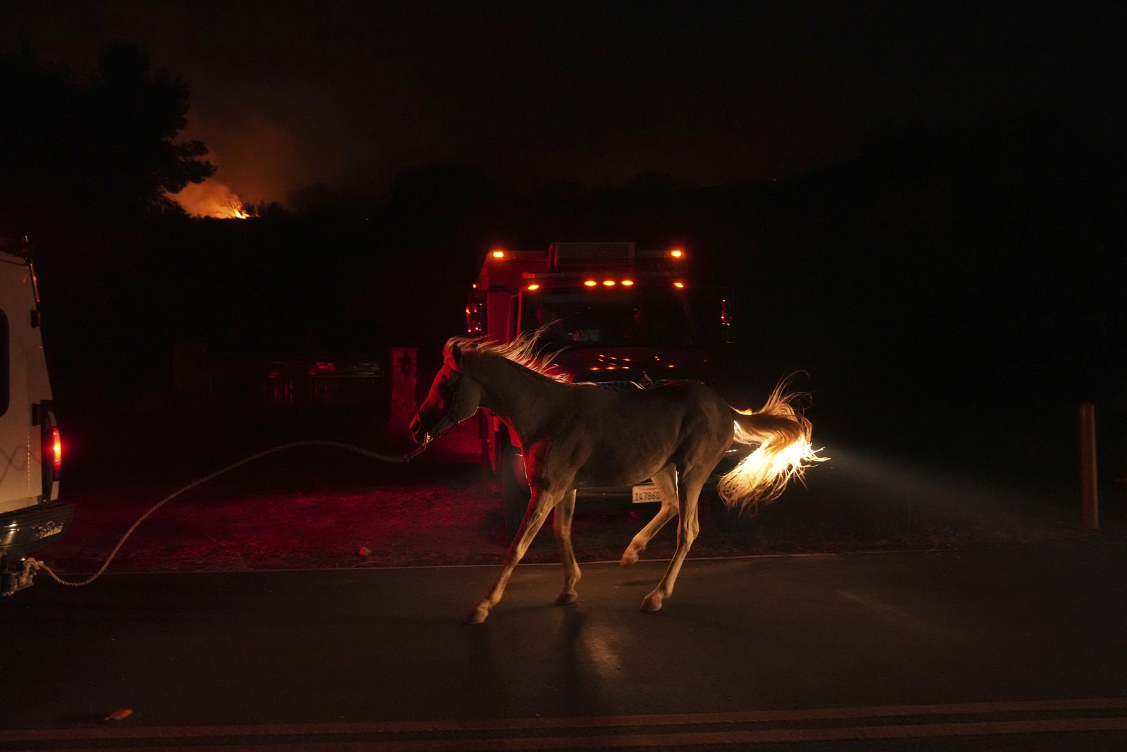 A horse runs past emergency vehicles at night as a wildfire burns in the distance.