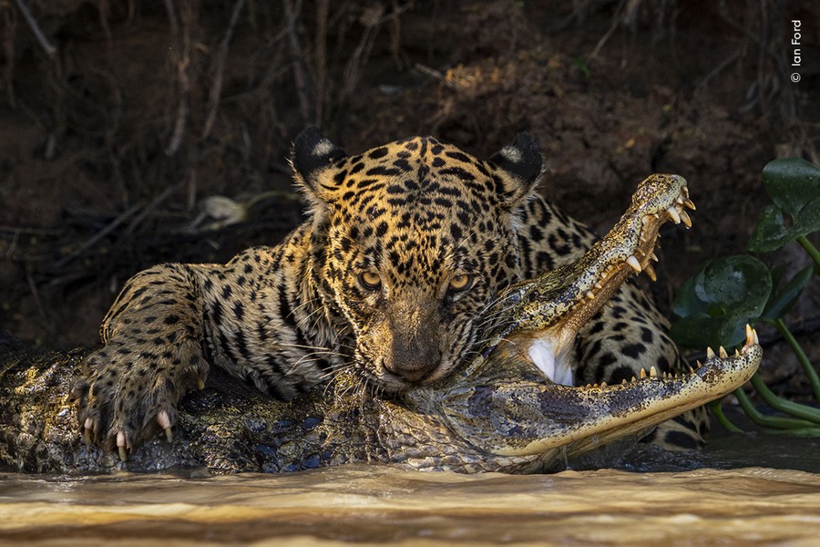 A jaguar bites into the head of a caiman along a riverbank.