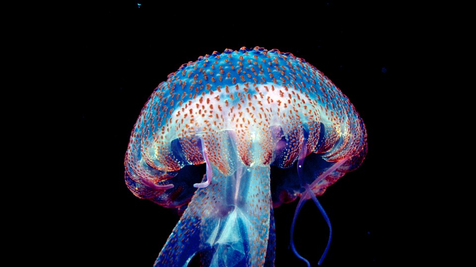 A glowing jellyfish
