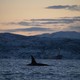 Killer-whale fins sticking out of the sea
