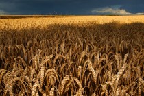 A field of wheat in Oblast, Russia