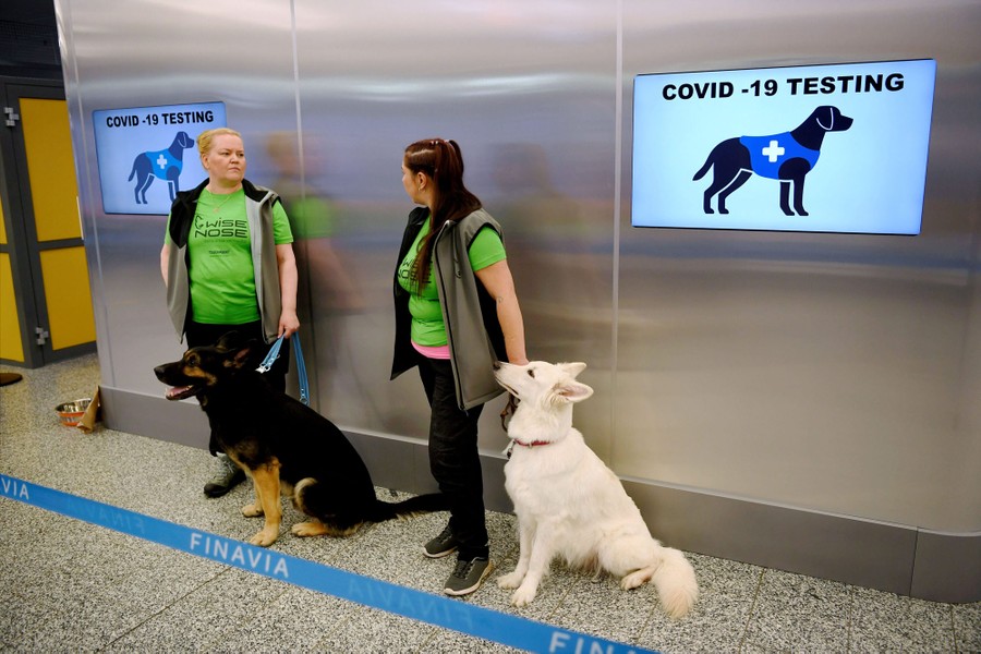 The Dogs Trained To Sniff Out COVID-19 - The Atlantic