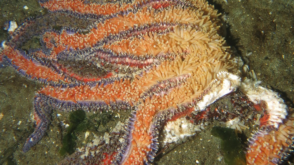 A dying sunflower starfish
