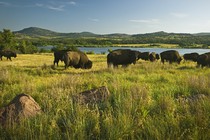 Bison grazing in a field