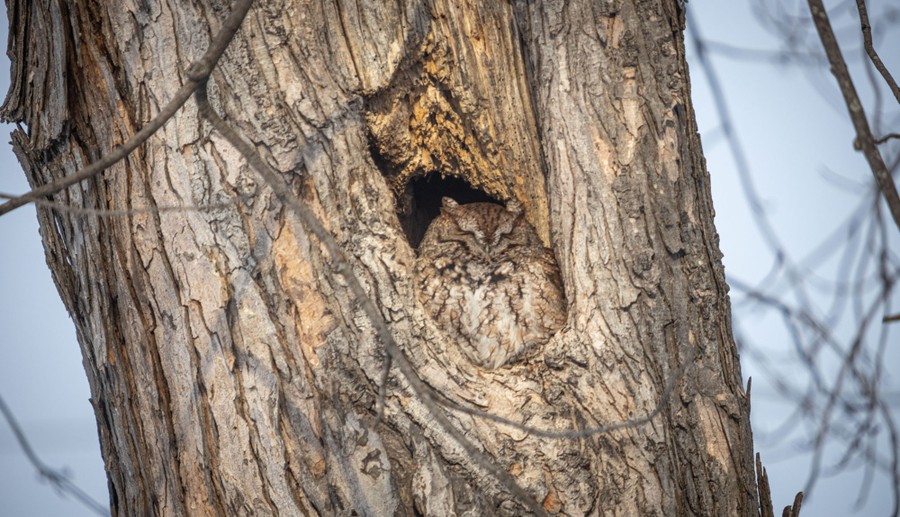 A small owl perches in a hole in a tree trunk.