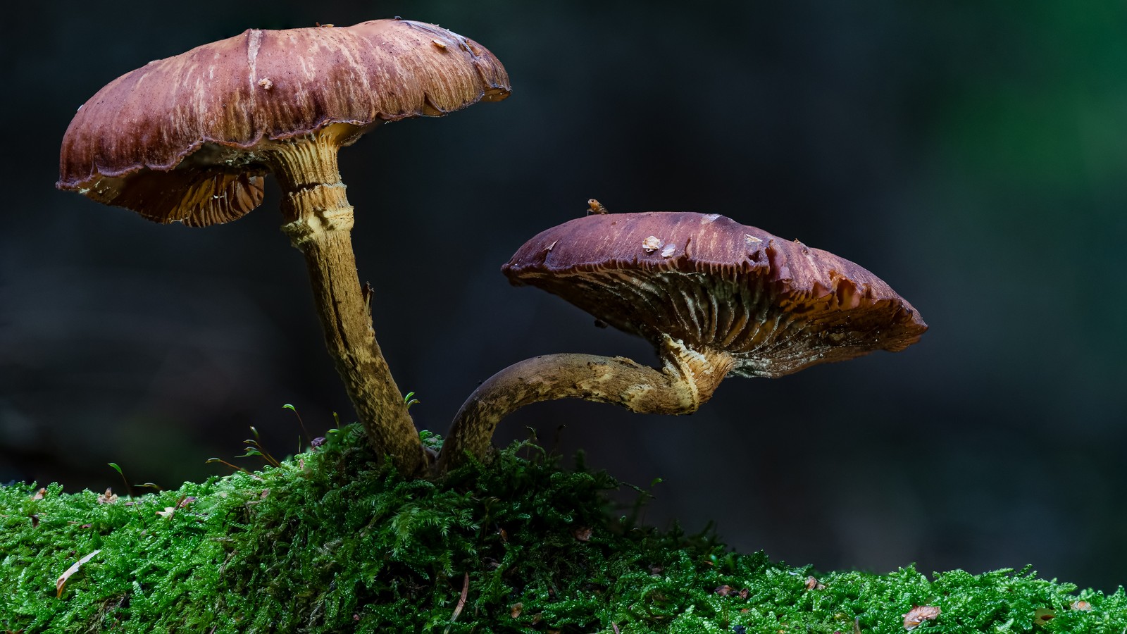 What Eats Fungi  : Unveiling the Secret Predators
