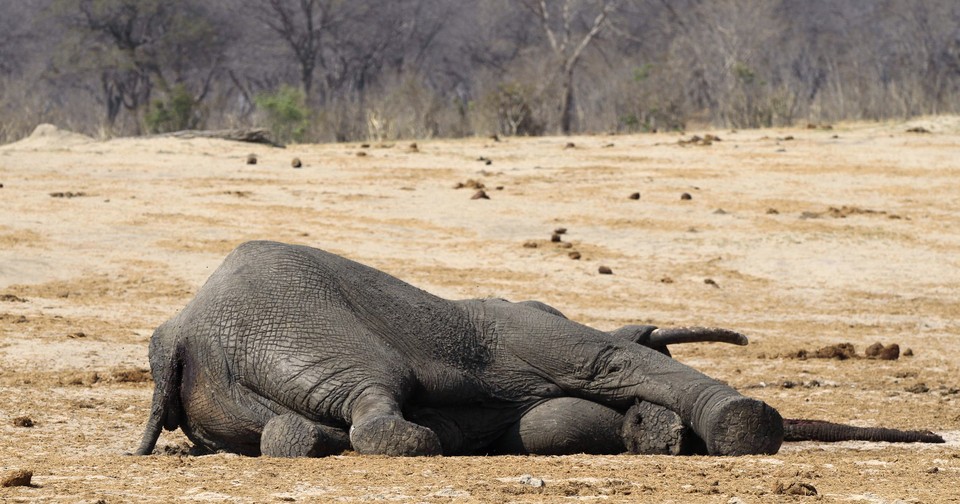 Wild animals kill more people than COVID-19 in Zimbabwe