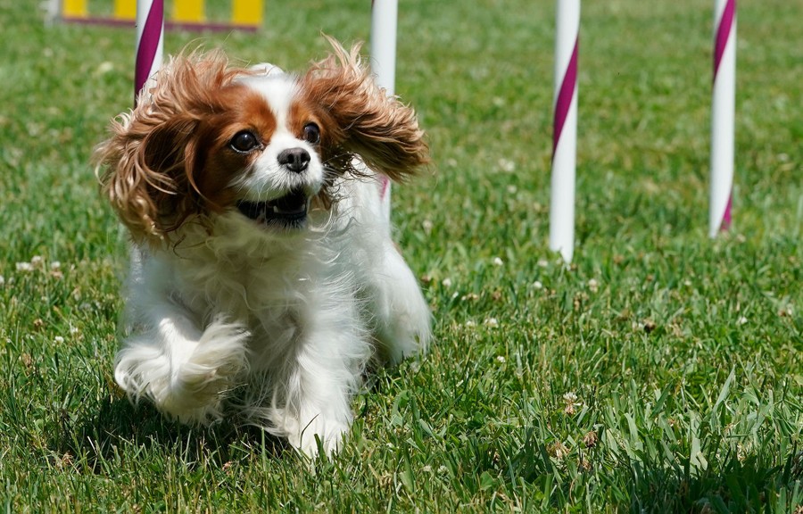 A small spaniel runs through poles in an agility course.
