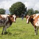 Cows in a pasture.