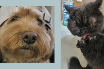 Two side-by-side photos of a blond cockapoo and a black cat grooming its paw