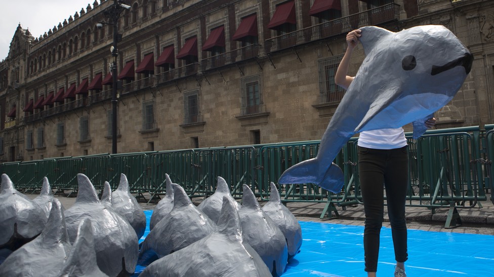 A woman carrying a vaquita replica