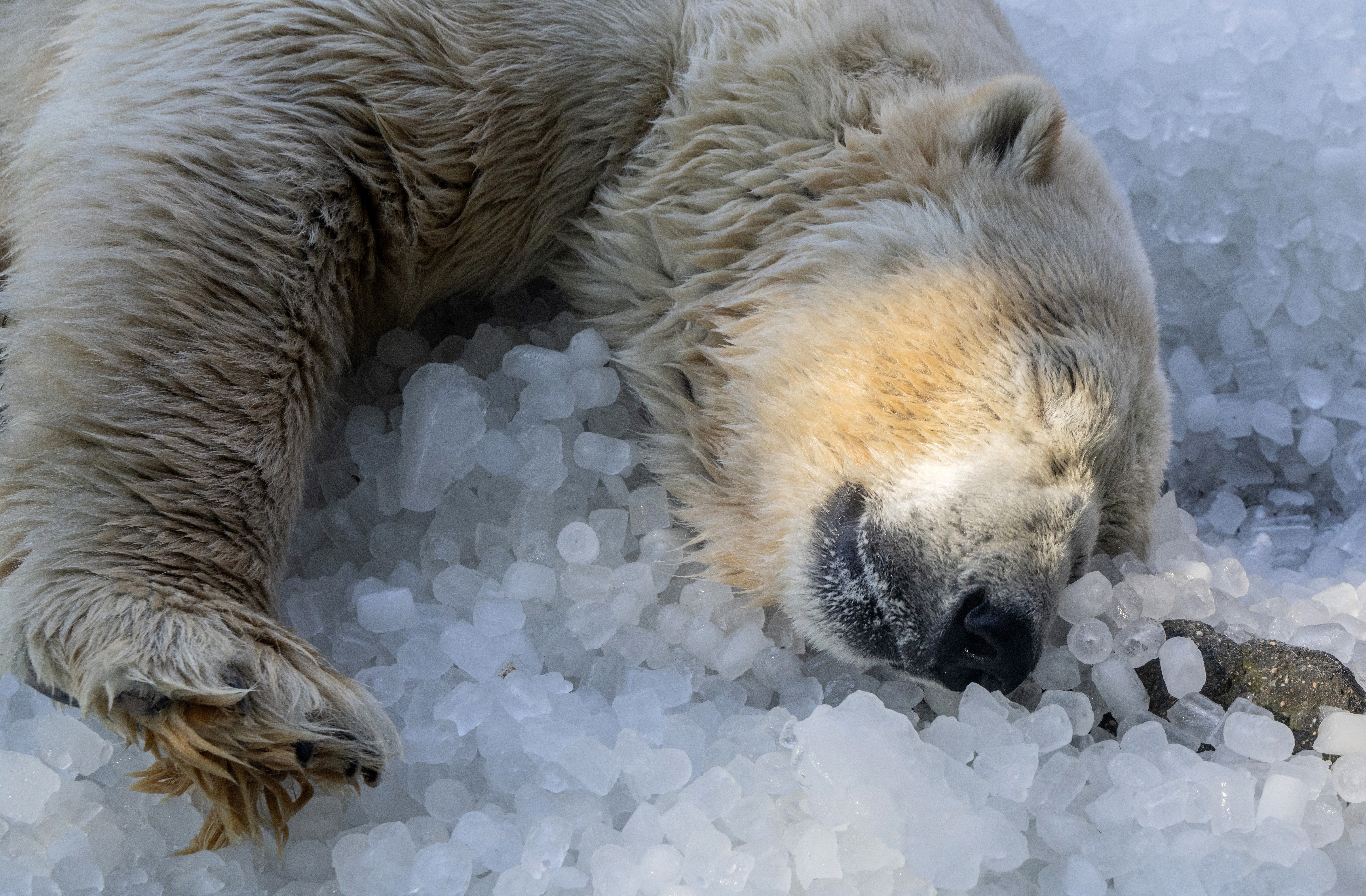 A polar bear cools off, lying on a pile of ice cubes.