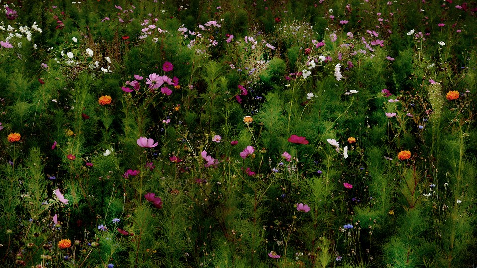 a field of green brush and flowers