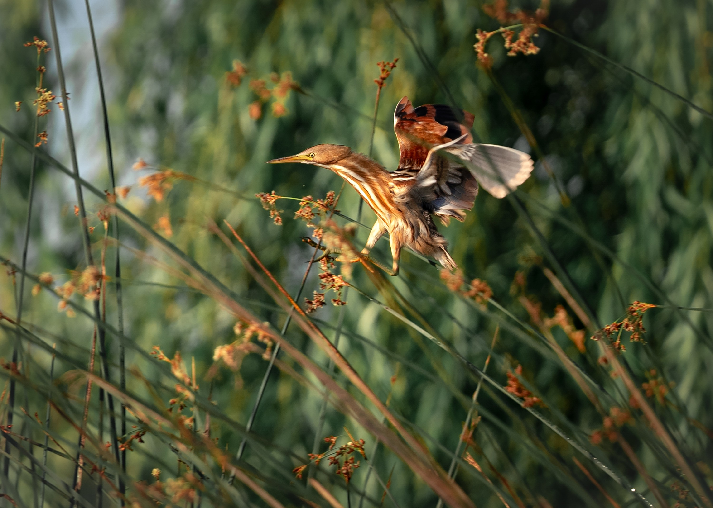 A bird with a long head and striped throat flaps as it tries to perch on tall plants.
