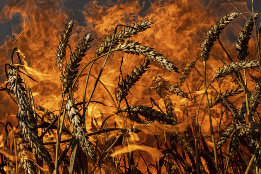 Stalks of wheat stand amid flames