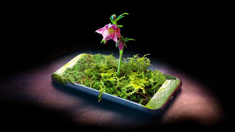 illustration of an iPhone with vegetation growing out of the screen