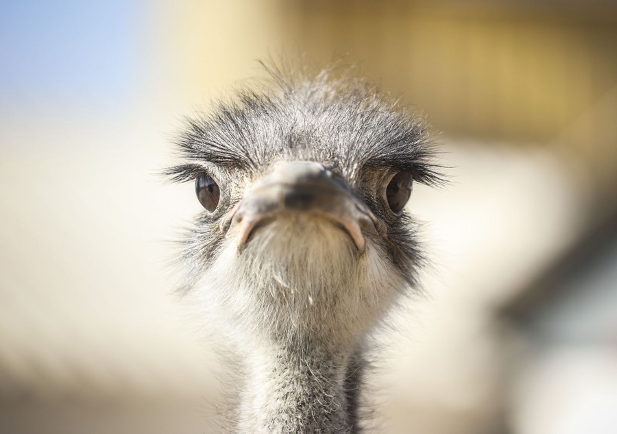 The head of an ostrich is seen, looking toward the camera.