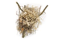 Photo of a bird's nest made from anti-bird spikes and other materials
