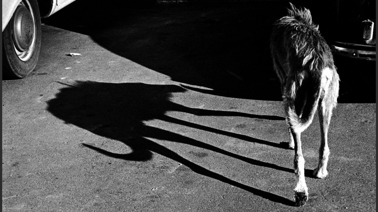 A skinny dog in a black and white photo leaves a tall shadow on the ground