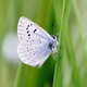 Fender's blue butterfly perched on grass