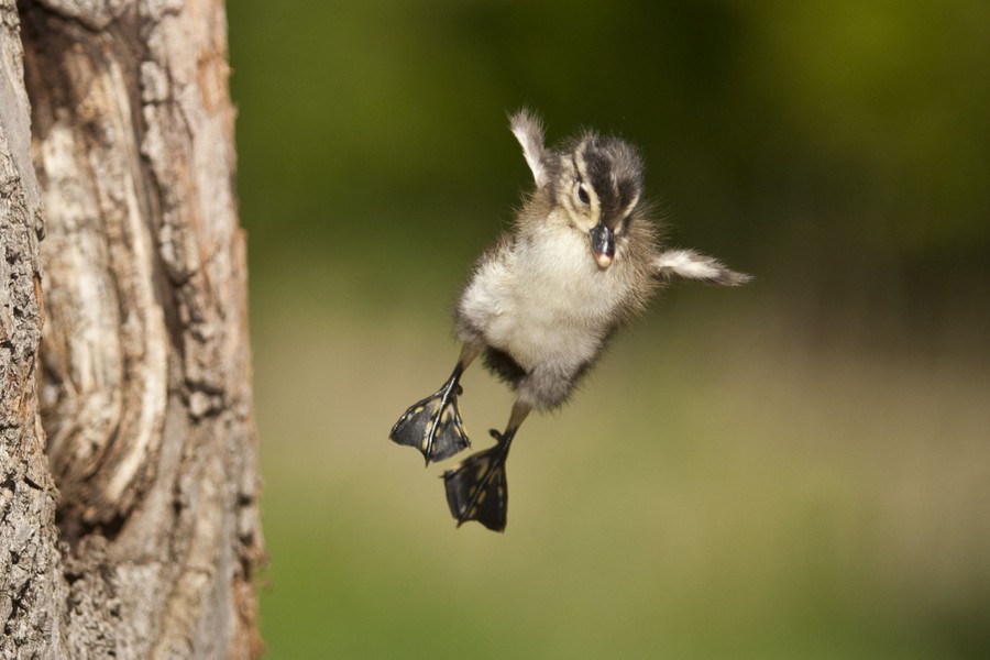 A duckling falls to the ground beside a tree.