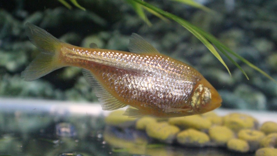 A blind cave fish
