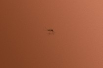 A mosquito against a light-brown background