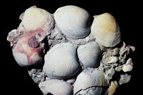 Ocean quahog fossils