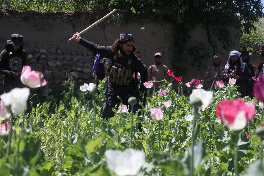 People use sticks to knock down poppy plants.