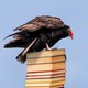 vulture on a stack of books