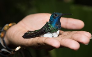 A female white-necked jacobin with a blue head