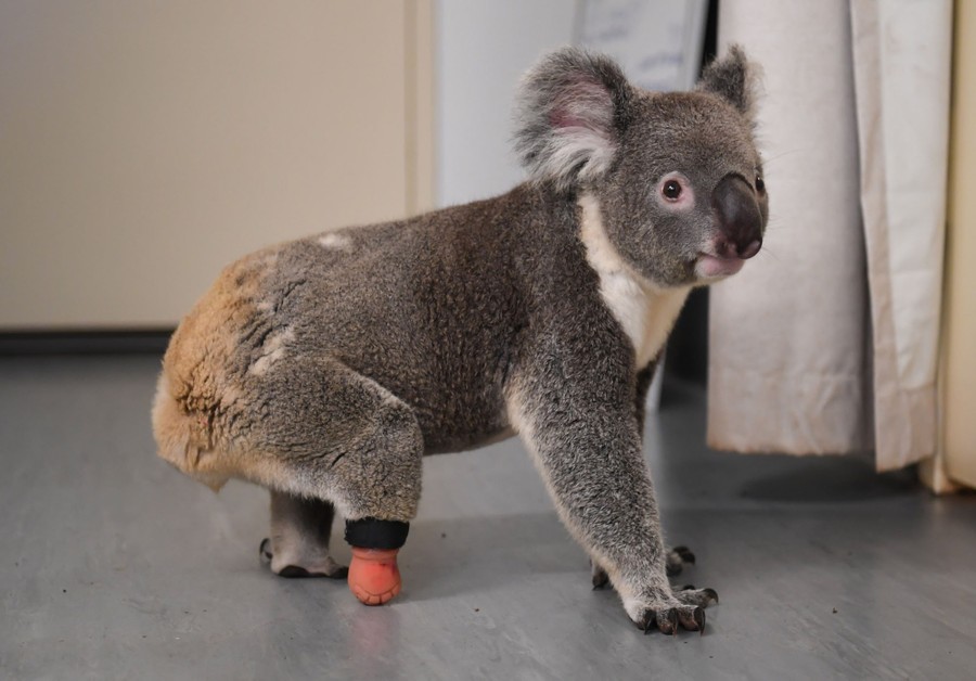 foto-van-de-maand-maart-2021-koala