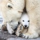 A polar-bear cub, cuddled by its mother