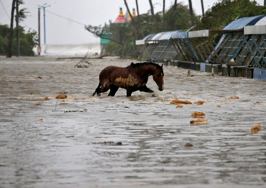 A horse walks in a flooded road.