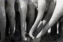 several elephant trunks reaching into the same bucket