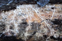 White threads of mycelium growing on tree bark.