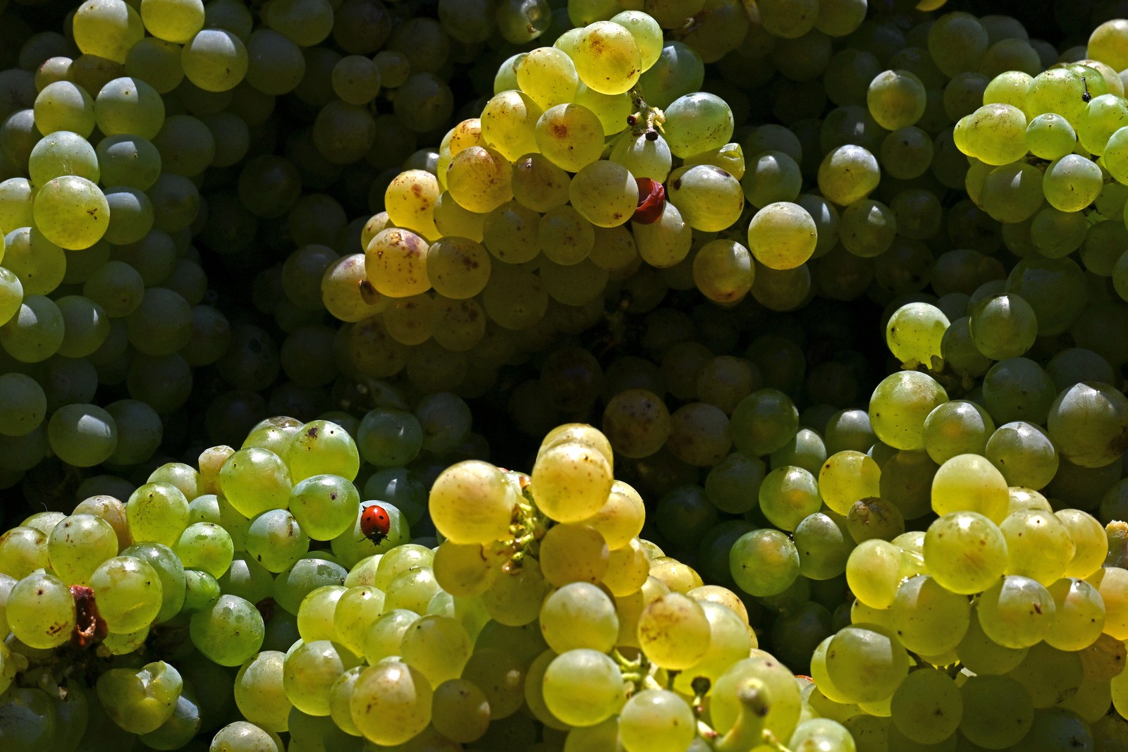Many clusters of grapes, and one ladybug