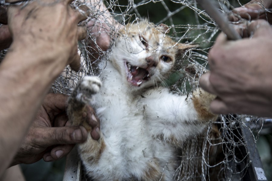 An angry cat is caught by people with a net.