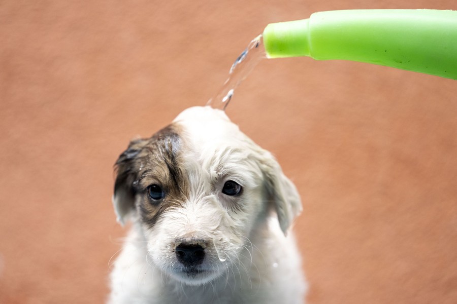 A puppy sits still as water is poured onto its head from a jug.