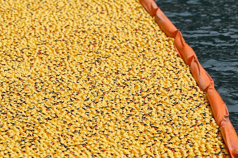 Thousands of small rubber ducks float together in a river, held in place by a floating boom.