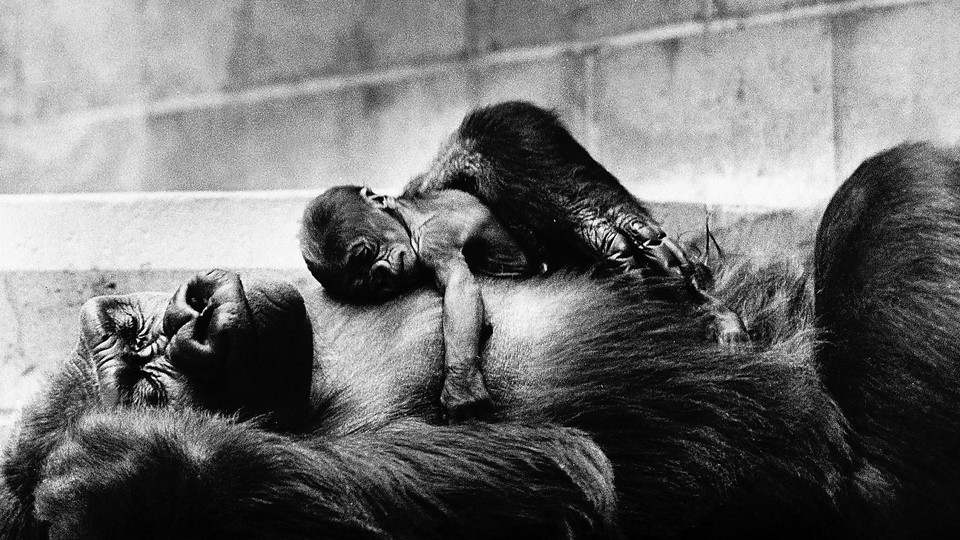 Black-and-white photo of two gorillas sleeping