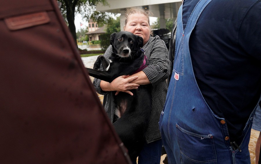 Photos: Pet Rescues in Harvey's Wake - The Atlantic