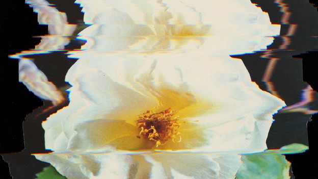 Illustration of a flower rendered through digital imaging.
