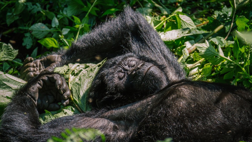 A mountain gorilla taking a break and relaxing in the sun