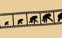 film strip showing silhouette of apes growing larger