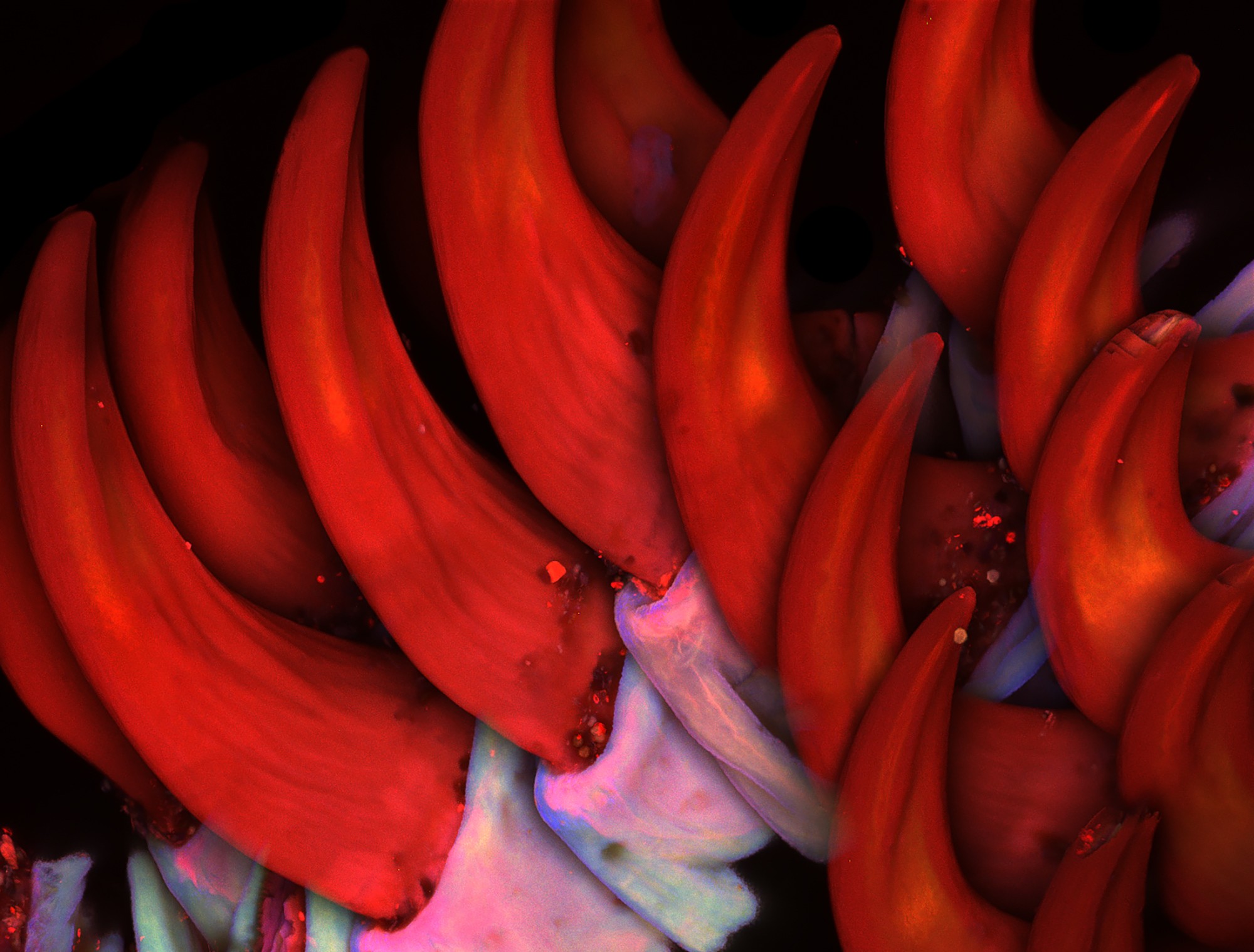 A microscopic look at many hook-like appendages of a moth larva