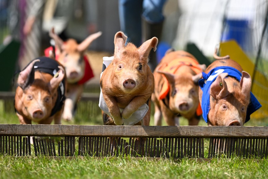 Five pigs wearing racing jerseys run toward the camera, jumping small hurdles.