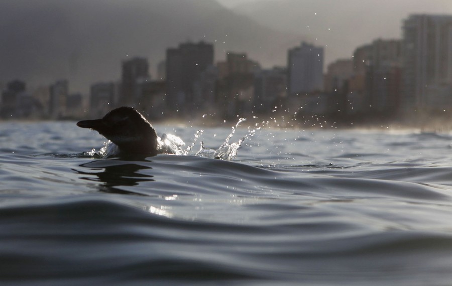 A penguin swims in water with buildings of Rio de Janeiro visible in the background.